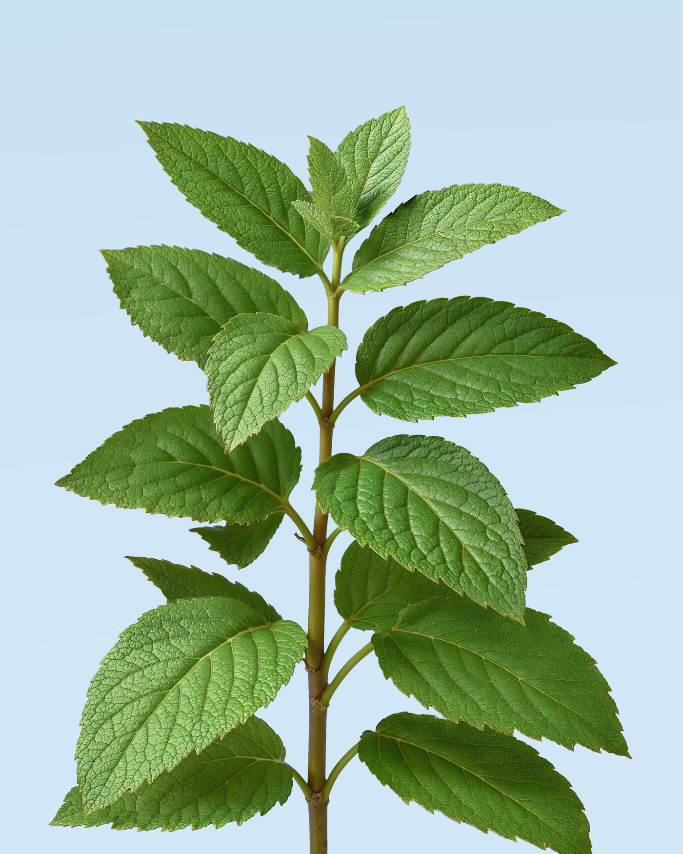Tout savoir sur l’huile essentielle de menthe poivrée