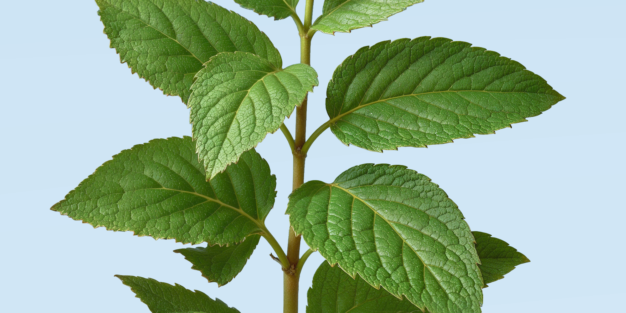 Tout savoir sur l’huile essentielle de menthe poivrée
