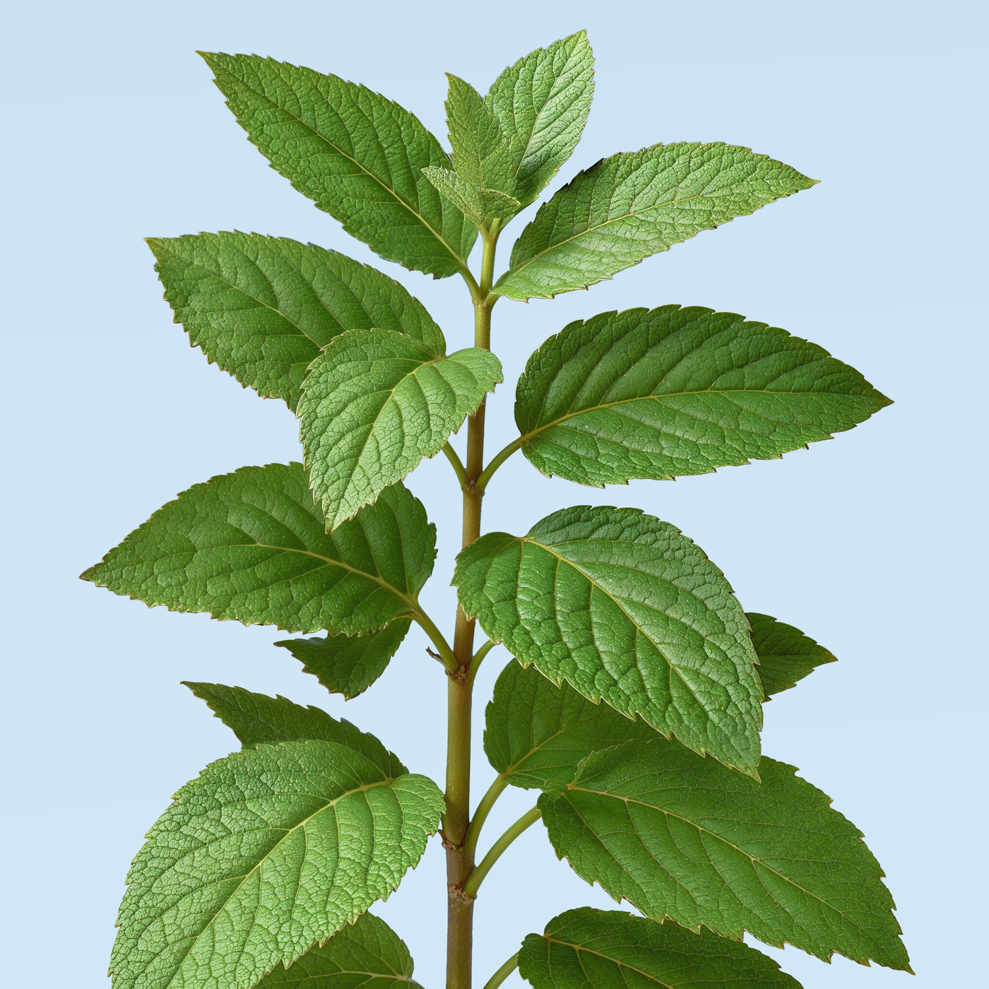 Tout savoir sur l’huile essentielle de menthe poivrée